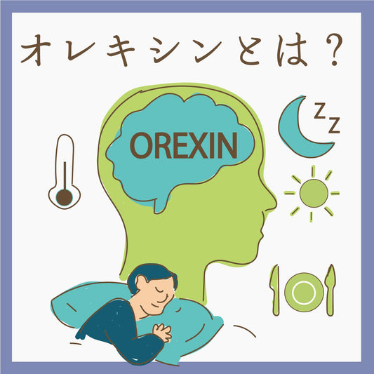 オレキシンとは？睡眠と覚醒、食欲をコントロールする脳内物質